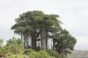 300 year old Banyan tree